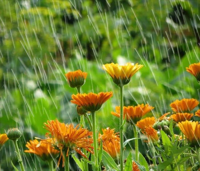 Rain garden. Rain falling over orange flowers